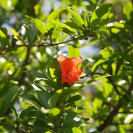 Yi Garden Corfu